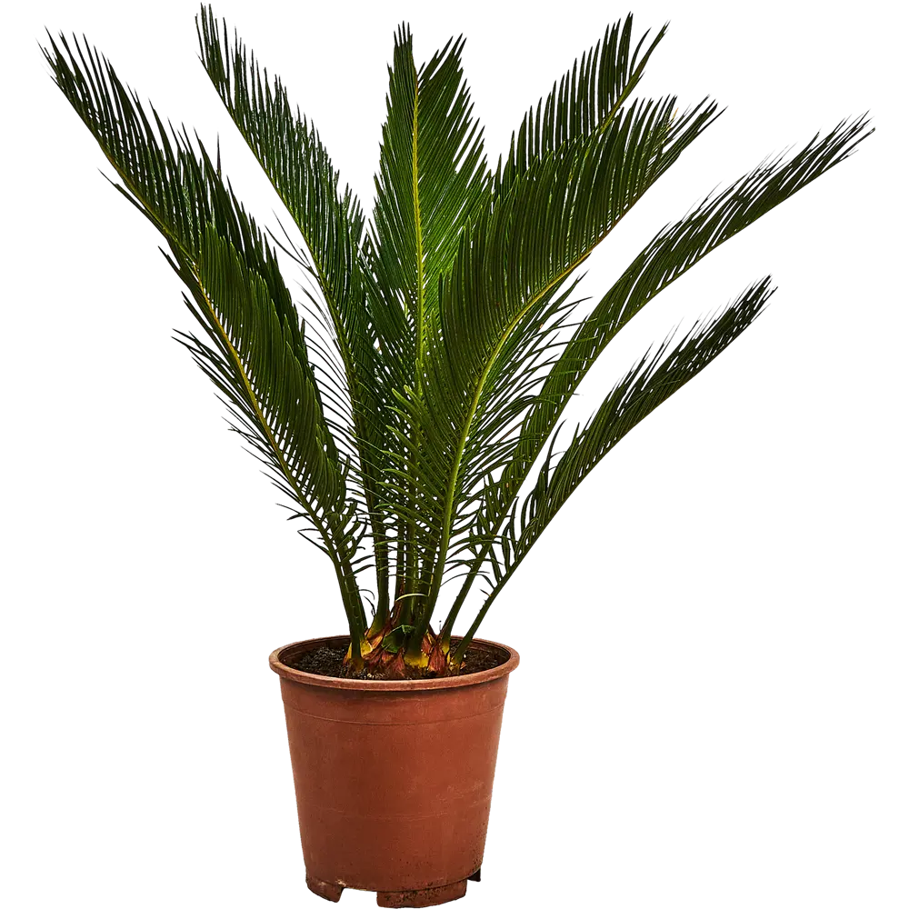 Santreyd Цикас Революта - изящная саговая пальма для интерьера 87959818 STLM-1340005