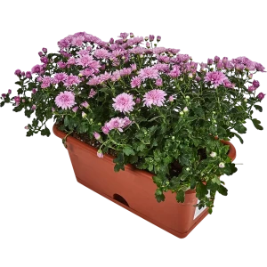 Santreyd Хризантема комнатная в декоративном кашпо 83248132