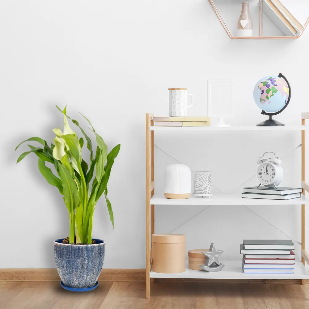 Santreyd Калла микс - элегантное комнатное растение с разноцветными бутонами 14448041 STLM-0004955 - Вид №4