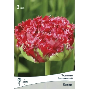 Тюльпан бахромчатый Катар от ПОИСК — алые цветы с белой бахромой 89381341