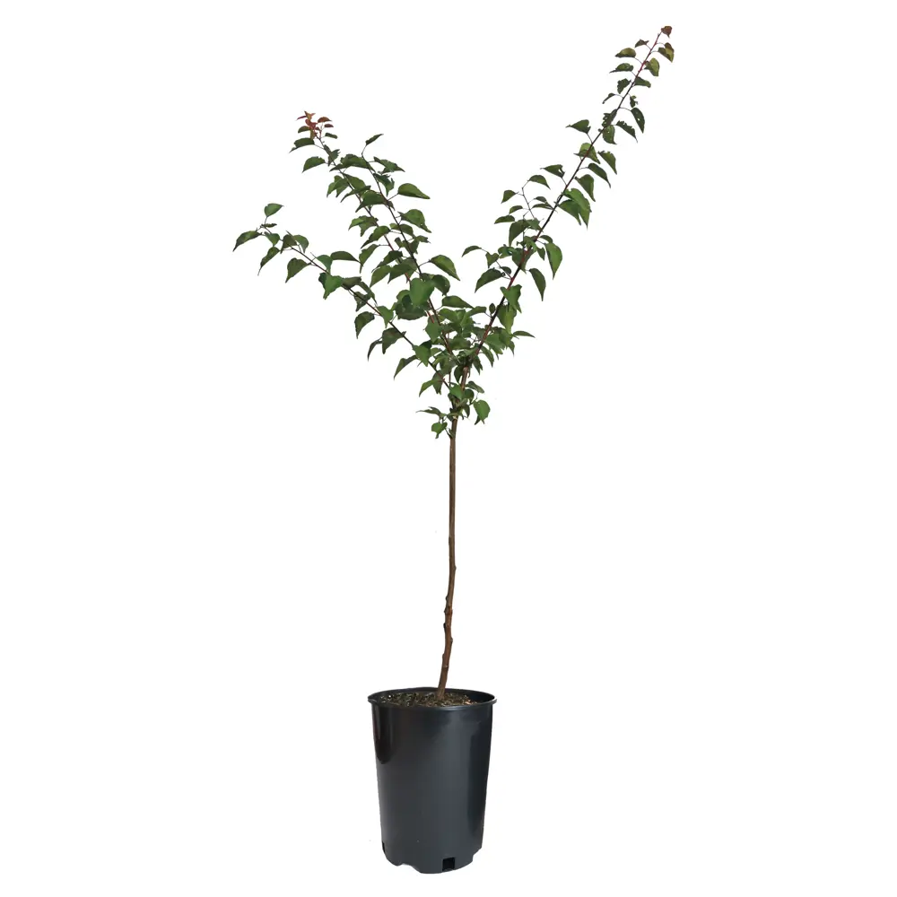 Персик Вайн Голд пакет 89465384 STLM-2114164 PLANTMARKET  - Вид №1