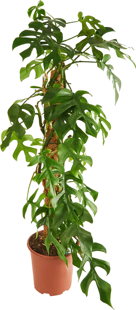 Santreyd Монстера Минима — тропическое растение с резными листьями на опоре 85324956