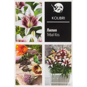 Лилия азиатская «Трайбл Кисс» 82539395 STLM-2063608