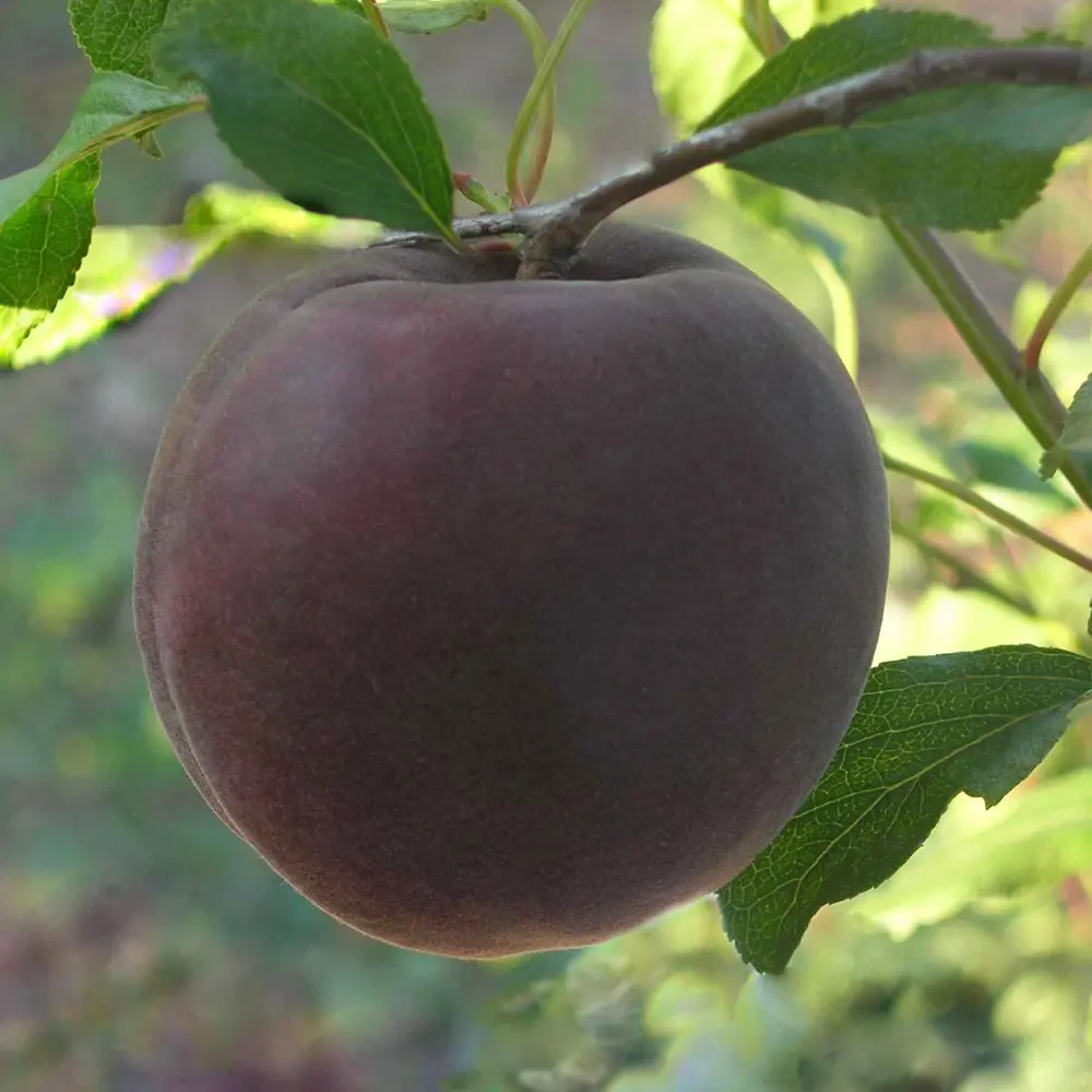 Абрикос «Чёрный принц» 24x70 см PLANTMARKET STLM-2059503 - Вид №2