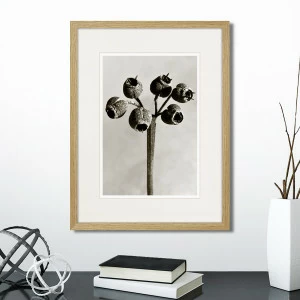 Картина: Botanical philosophy of forms №4, 1912г. КАРТИНЫ В КВАРТИРУ  264878 Разноцветный