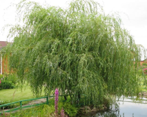 Ива желтокорая Santreyd - изящное дерево для ландшафтного дизайна 85607066