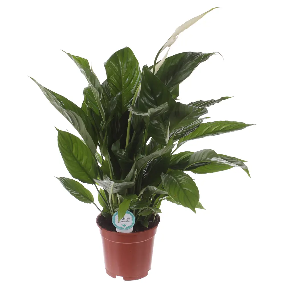 Santreyd Спатифиллум Вивальди — элегантное комнатное растение с белоснежными цветами 81959337 STLM-0015374