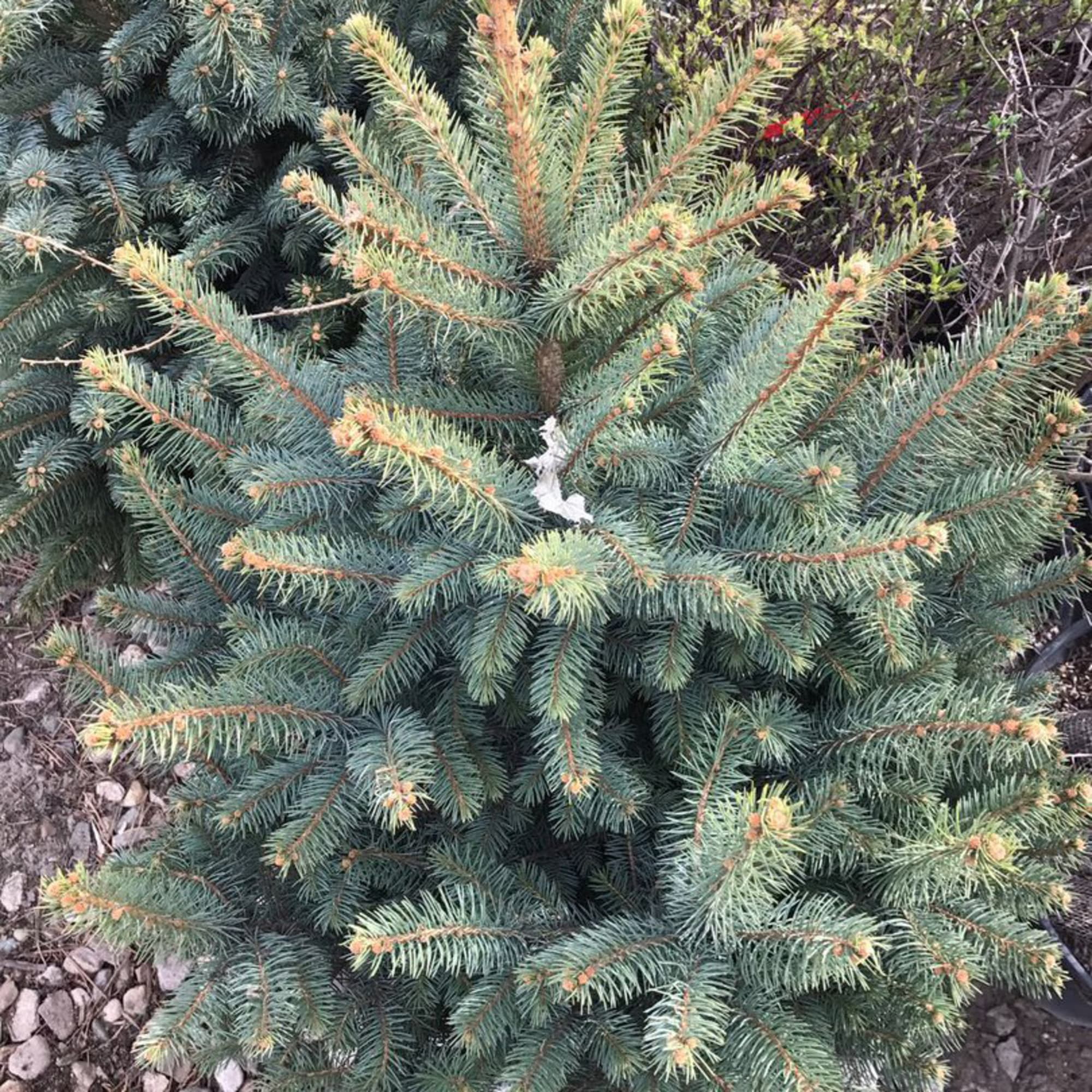 81959244 Ель колючая «Глаука» С2-3/40-60 Santreyd  - Вид №3