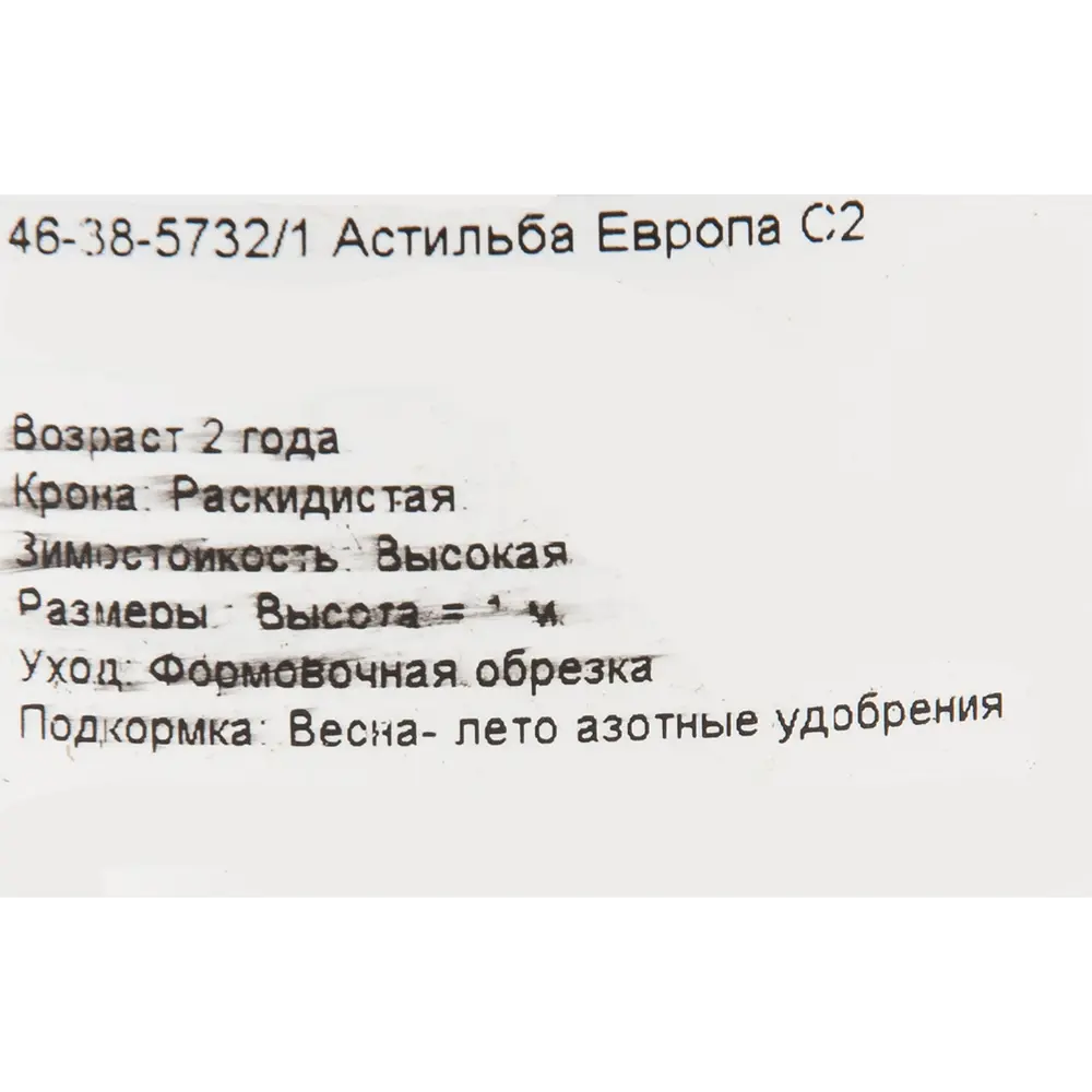 Астильба «Европа» 15x45 см 82625222 STLM-2160041 PLANTMARKET  - Вид №1
