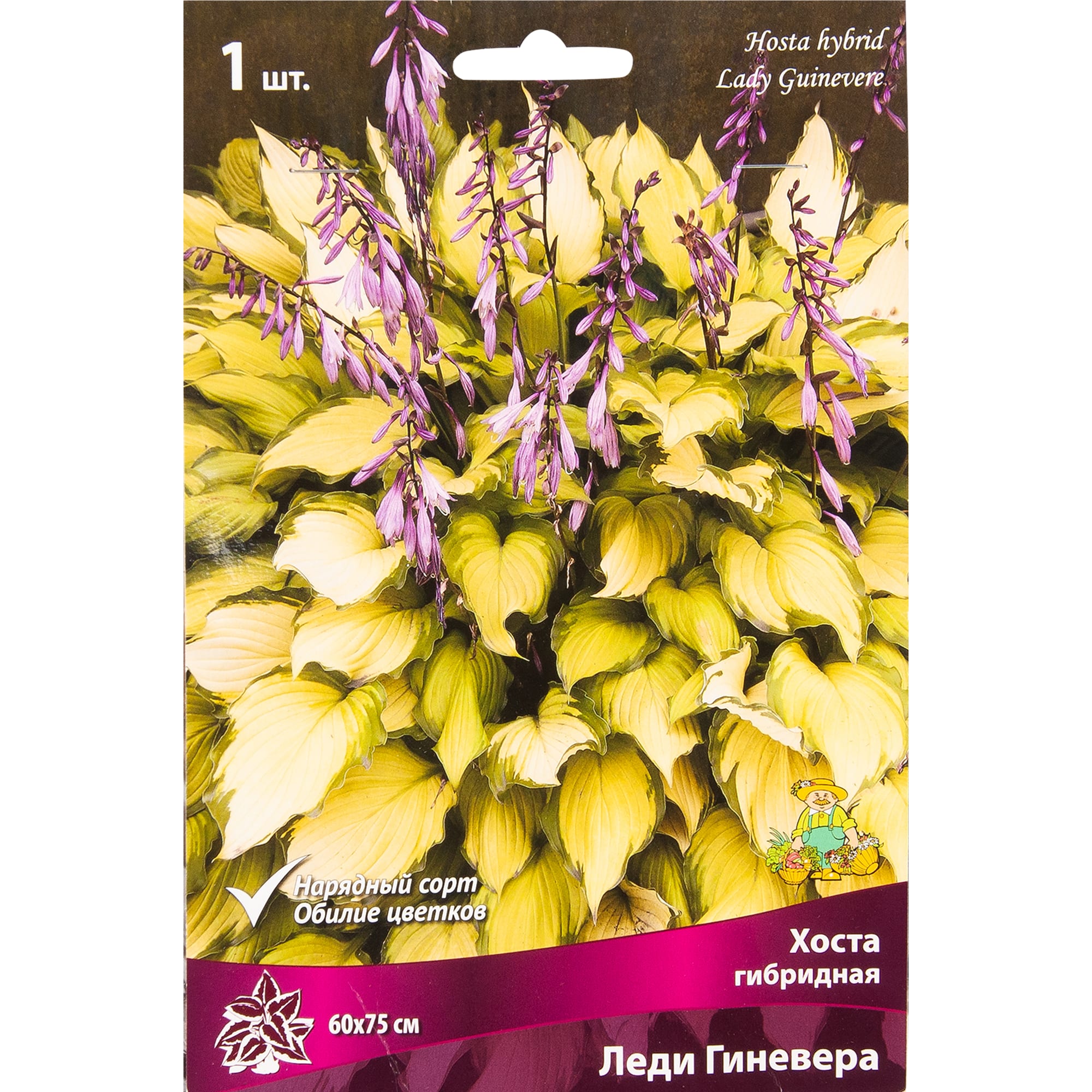 82319598 Хоста гибридная «Леди Гиневера», размер луковицы I Santreyd 