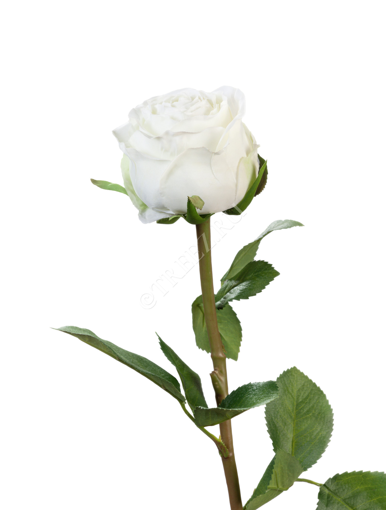 30.0613113WH Роза Эсперанса Мидл белая Цветочная коллекция 