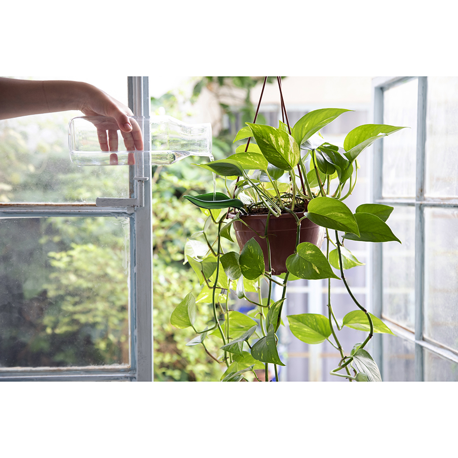 PE465 Воронка для полива растений peleg, leaflow Peleg Design  - Вид №4