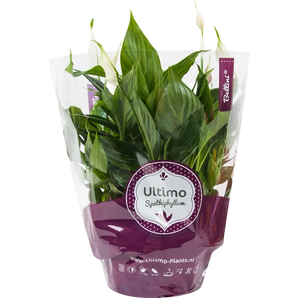 Спатифиллум Беллини от Santreyd — изящное цветущее растение для интерьера 82548590 STLM-0029507 - Вид №2