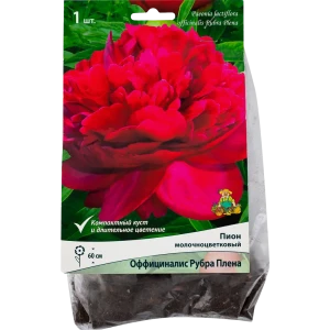 Пион травянистый «Оффициналис Рубра Плена» 81945478 STLM-2125612