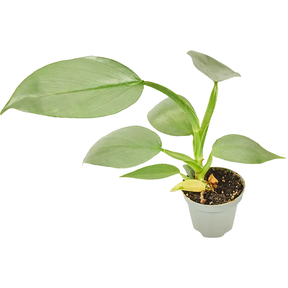 Филодендрон микс Santreyd — тропический акцент для интерьера ø6 h15 см 82932726 STLM-0038105 - Вид №3