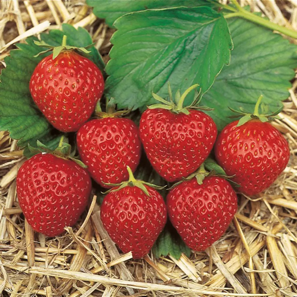 Земляника Остара ø9 h15 см 84834864 STLM-2115513 PLANTMARKET 