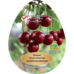 Вишня обыкновенная Харитоновская h200 см Поиск Инвест 84399327 STLM-2121544