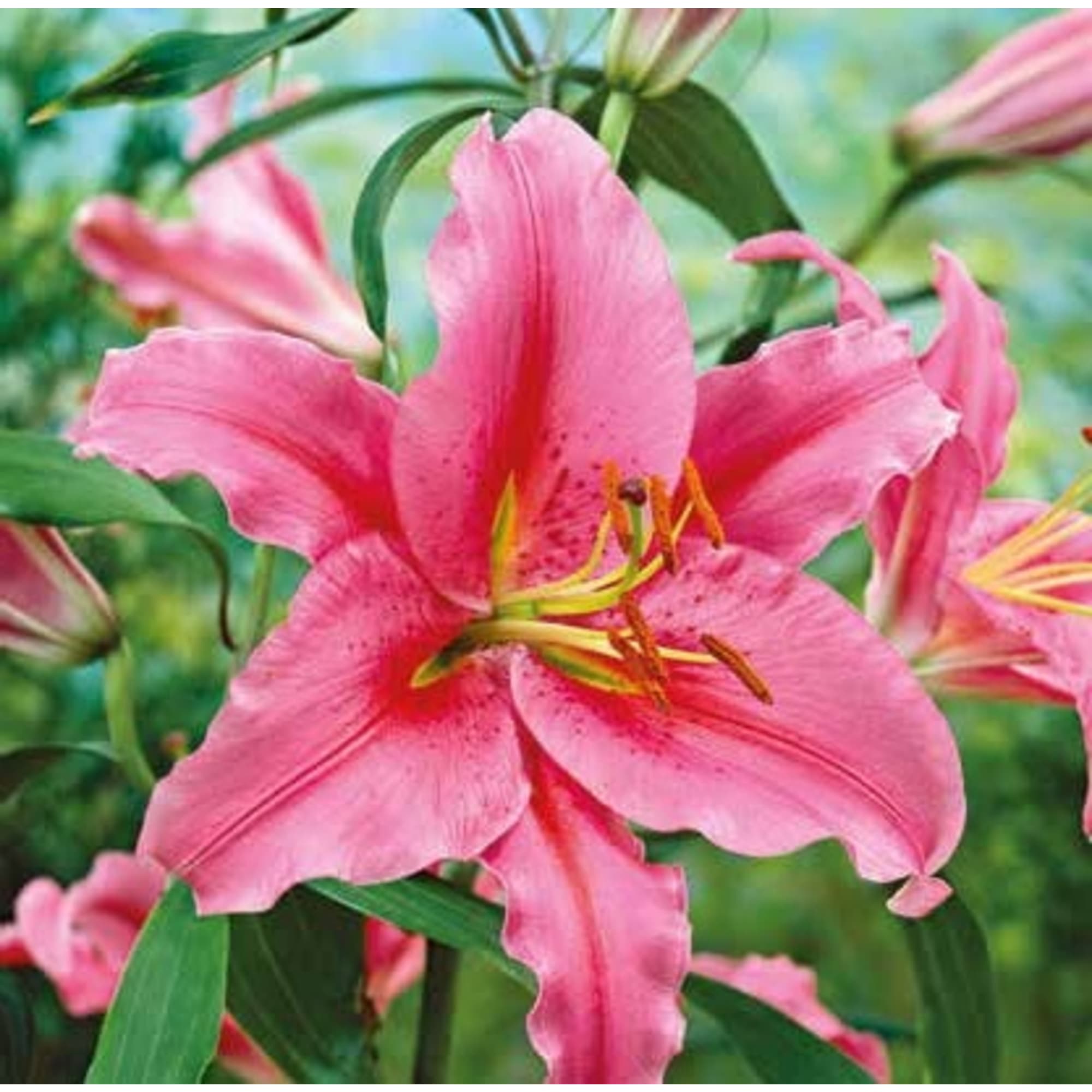 83760996 Лилия восточная Акапулько луковица 10/12 Santreyd 