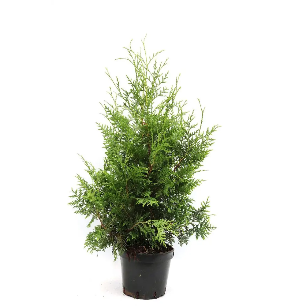 Туя Брабант - хвойное растение для живой изгороди 89439877 Santreyd STLM-1583541