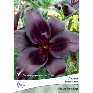 83597451 Лилия азиатская Найт Райдер луковица 14/16