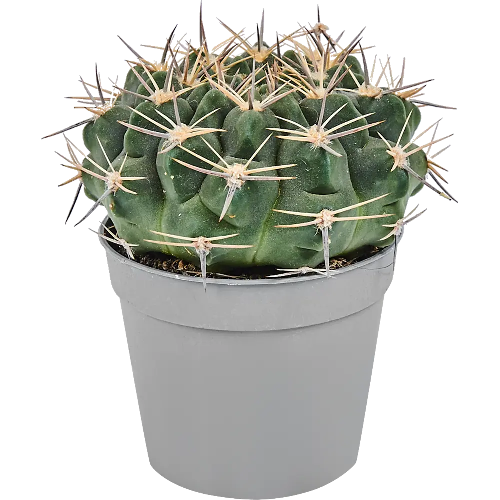 Santreyd Кактус микс - вечнозеленый суккулент для интерьера 82894896 STLM-0037676 - Вид №6