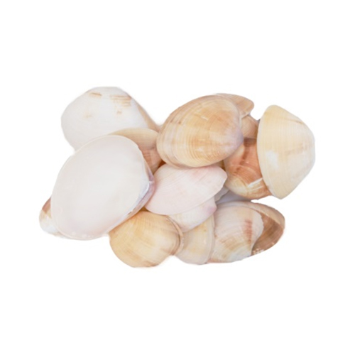 ПР0044028 Ракушки Golden Yellow Clam (набор №10) ДЕКОРАТИВНЫЙ ГРУНТ 