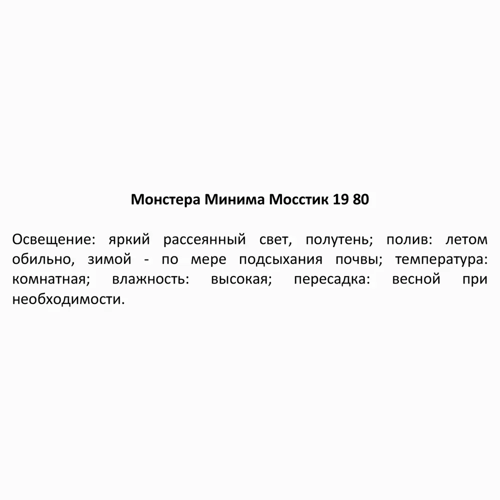 Santreyd Монстера Минима — тропическое растение с резными листьями на опоре 85324956 STLM-0061521 - Вид №3