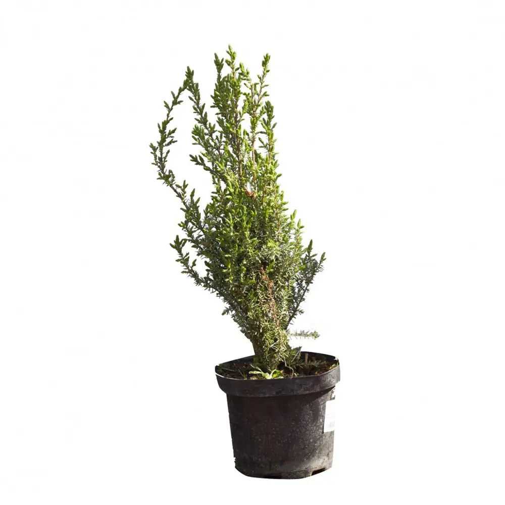 Можжевельник обыкновенный Арнольд ø15 h60 см 84834044 STLM-2117352 PLANTMARKET 