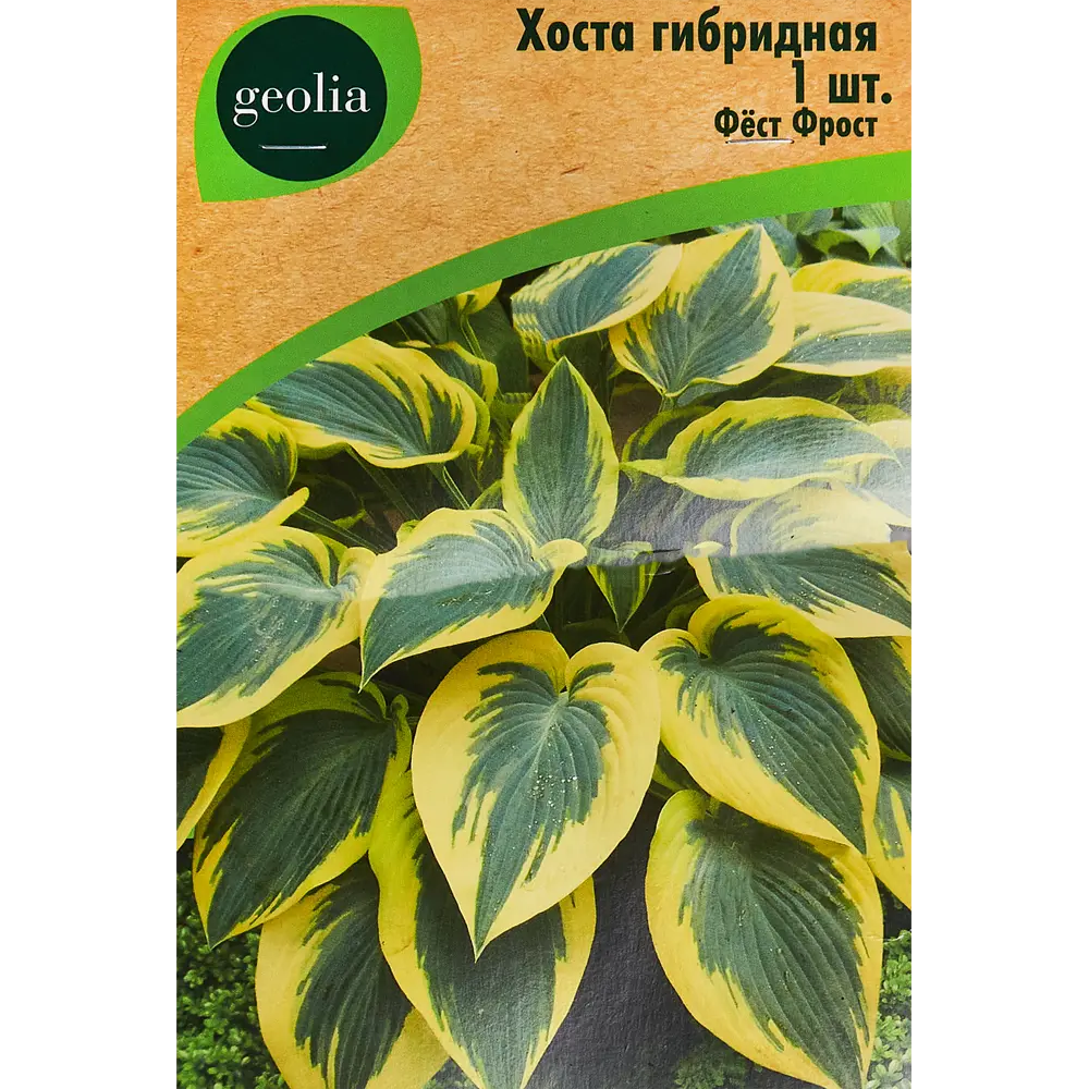 Хоста Geolia Фест Фрост - многолетний декоративный куст с белоснежным цветением 86408592 STLM-1571168
