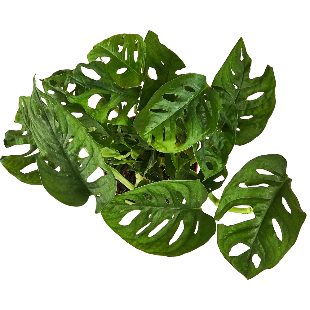 Монстера Адансона Santreyd - экзотическое комнатное растение с резными листьями 87959834 STLM-0949863 - Вид №2