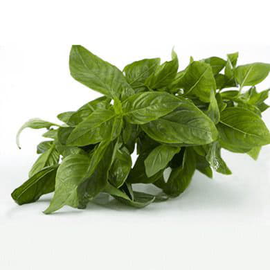 Базилик зелёный Santreyd 1876 - Вид №1