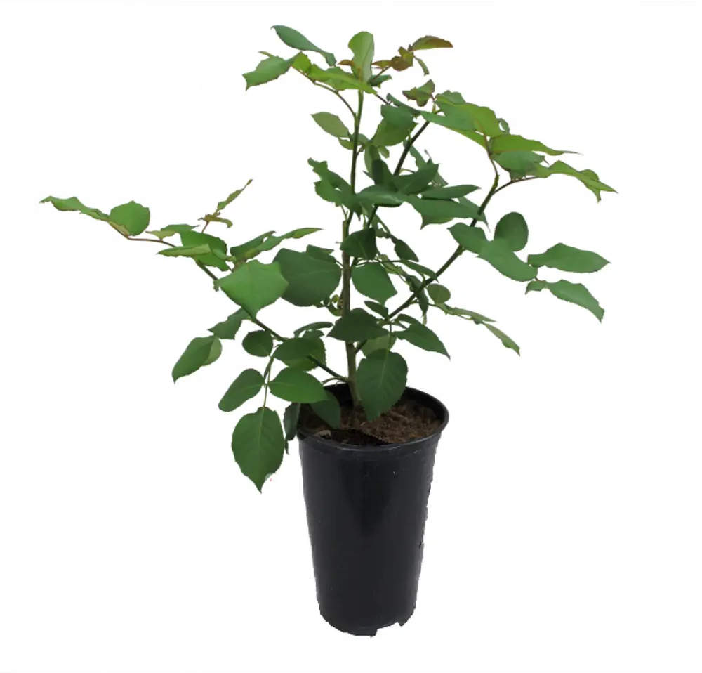 Santreyd Белая роза классическая бокаловидная для срезки 18648577