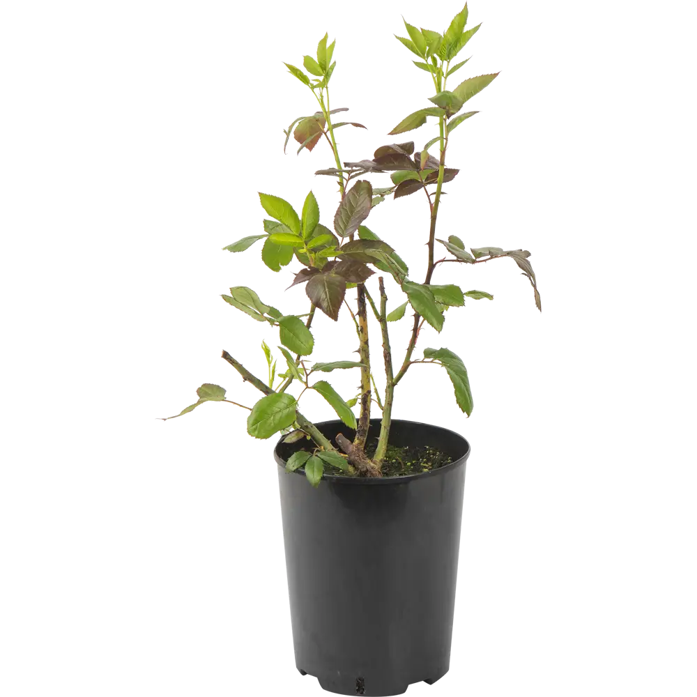 Роза чайно-гибридная «Клариса» красная 19x55 см 82625080 STLM-2163872 PLANTMARKET 
