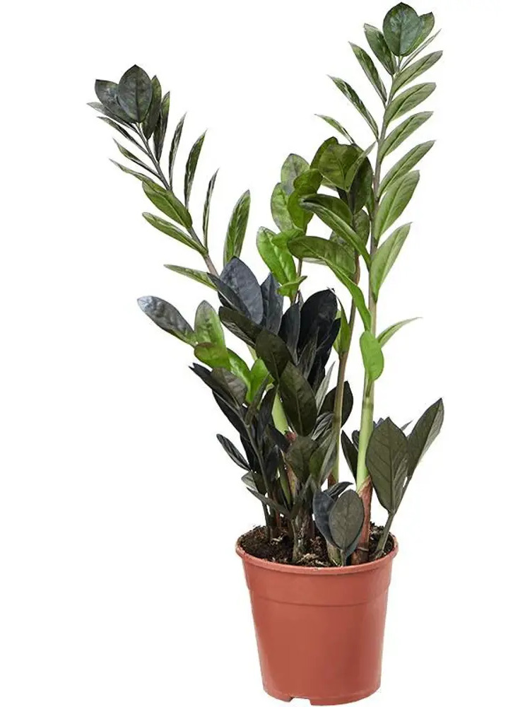 Santreyd Замиокулькас Рэйвен — элегантное черное растение для интерьера 89367385