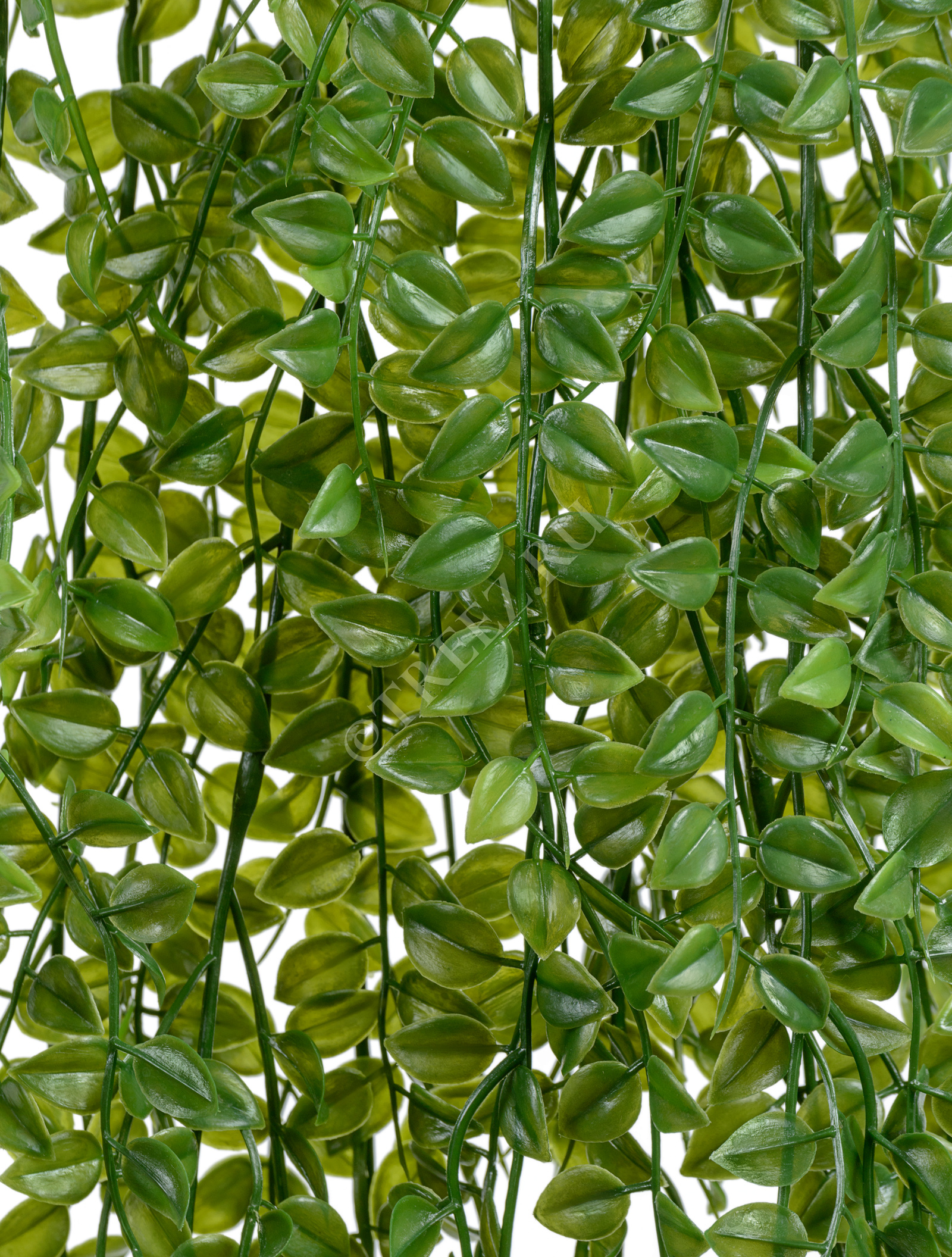 20.0220069N Каллизия куст большой ампельный Цветочная коллекция  - Вид №1