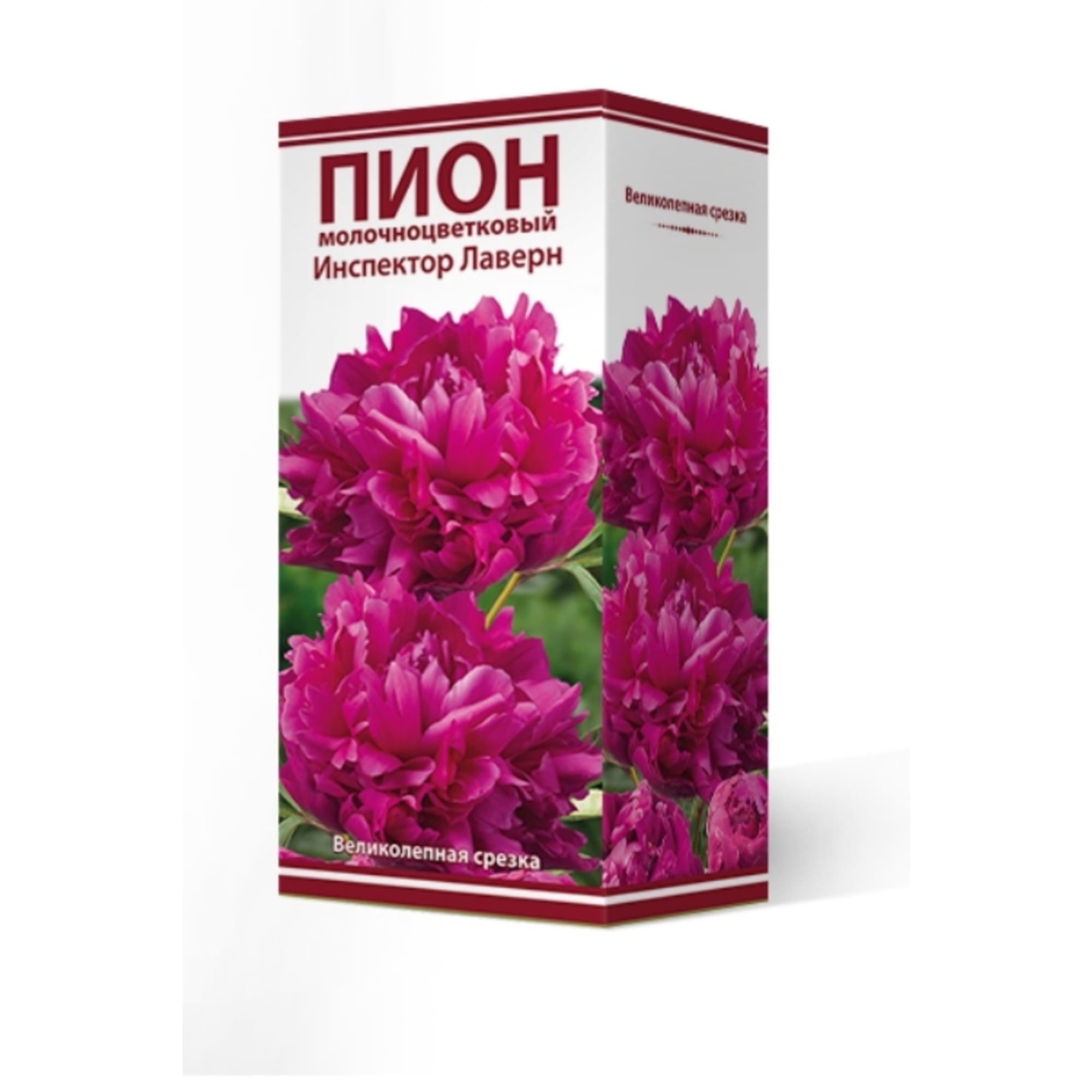 83600145 Пион травянистый Инспектор Лаверн луковица 2-3 Santreyd 