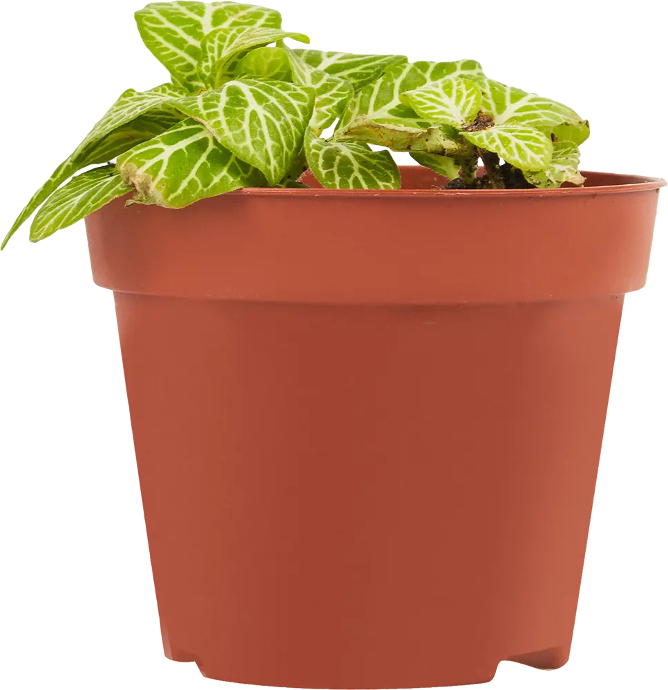 Фиттония микс Santreyd - комнатное растение с декоративными листьями 85324865