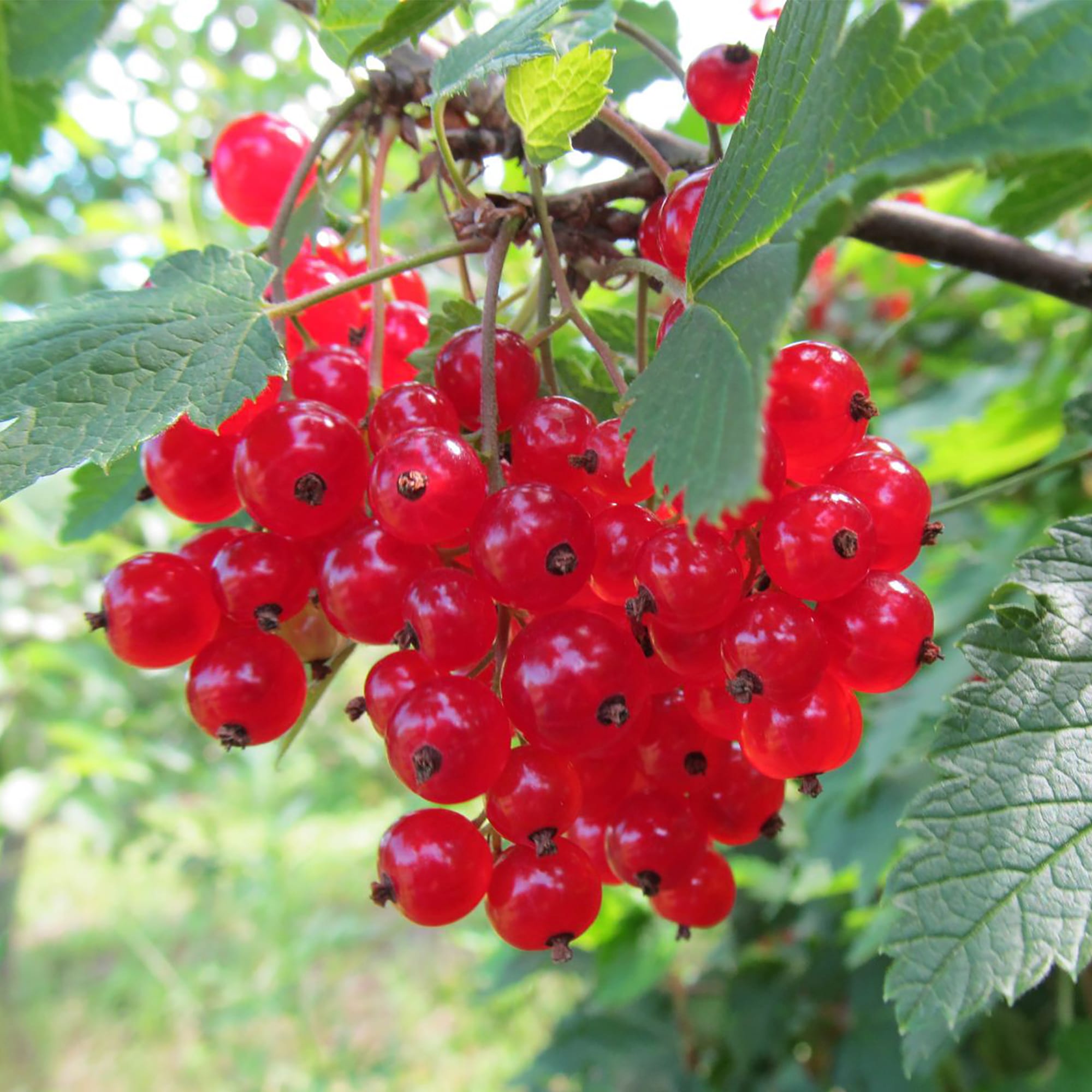 18469843 Смородина красная «Натали», С3-С4 Santreyd  - Вид №2