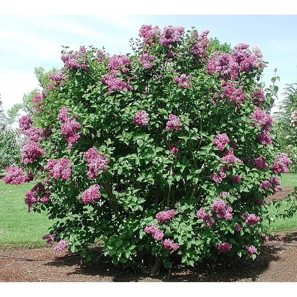 Сирень обыкновенная Олимпиада Колесникова ø9 h20 см 84406444 STLM-2028615 PLANTMARKET 