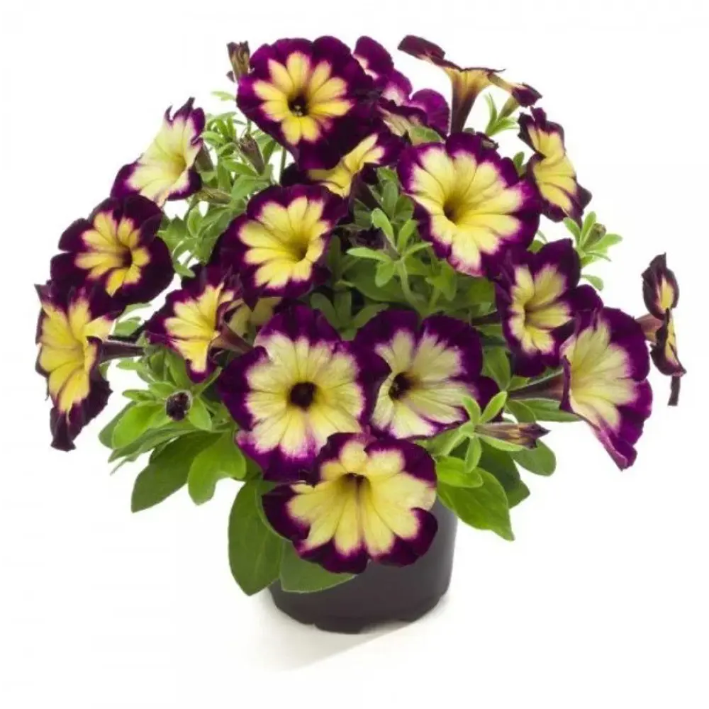 Крейзитуния микс ø12 h15 см 89465632 STLM-2135813 АГРОНИ 