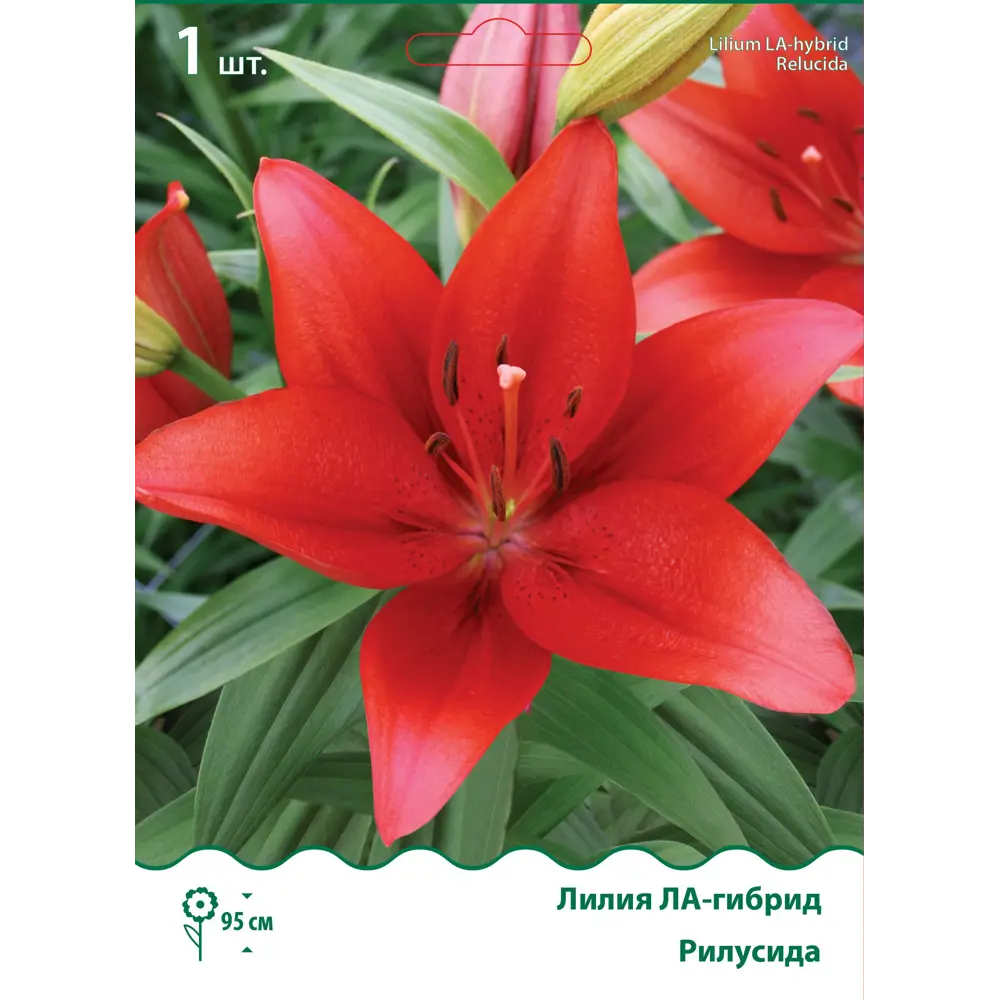 Лилия ла-гибрид Рилусида 85205740 STLM-2144664 ПОИСК 