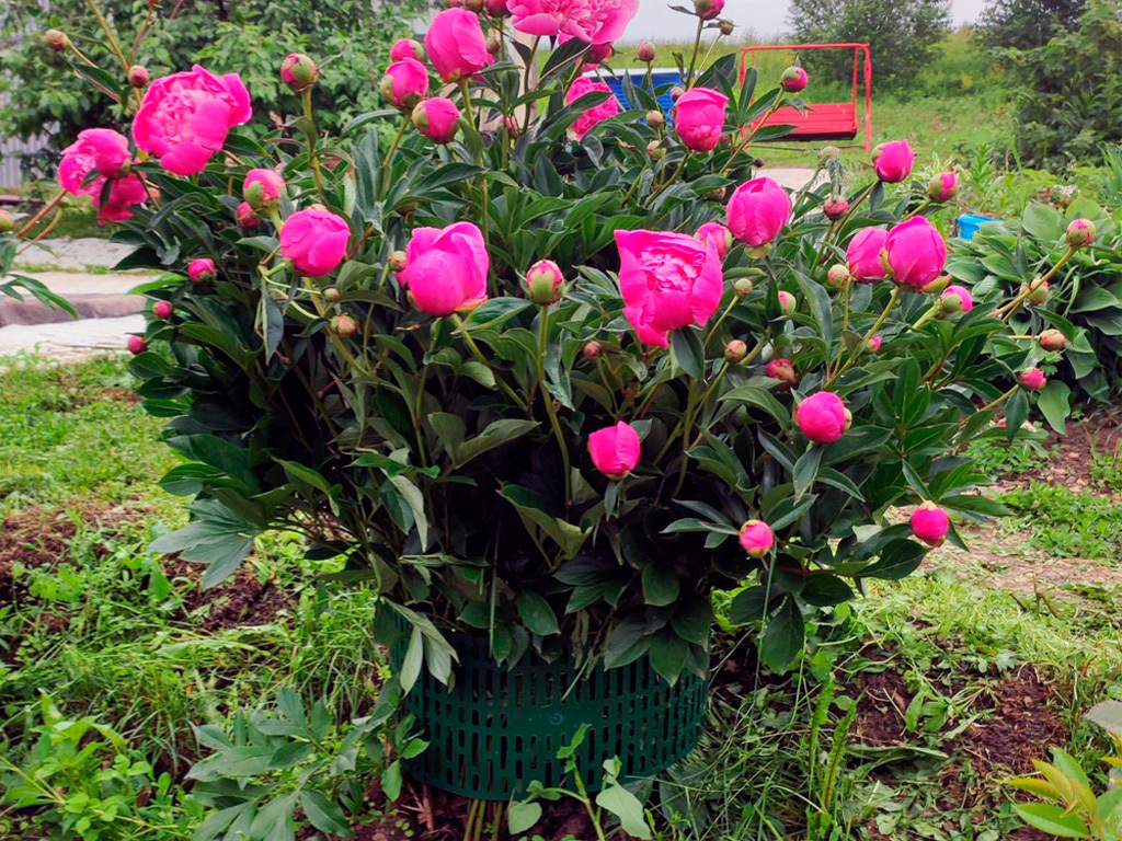 Защитно-декоративное ограждение, цвет зелёный 4 шт ГеоПластБорд GPBST-185 - Вид №1