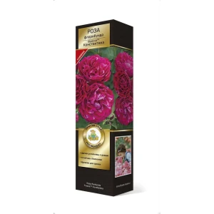 Роза флорибунда Фреска Константина h37 см 83786649 STLM-2075095
