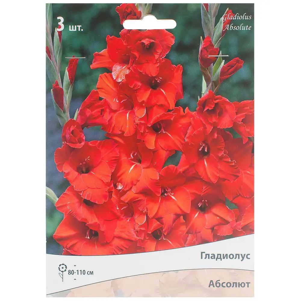 Гладиолус крупноцветковой «Абсолют» 81945438 STLM-2109679 Santreyd 