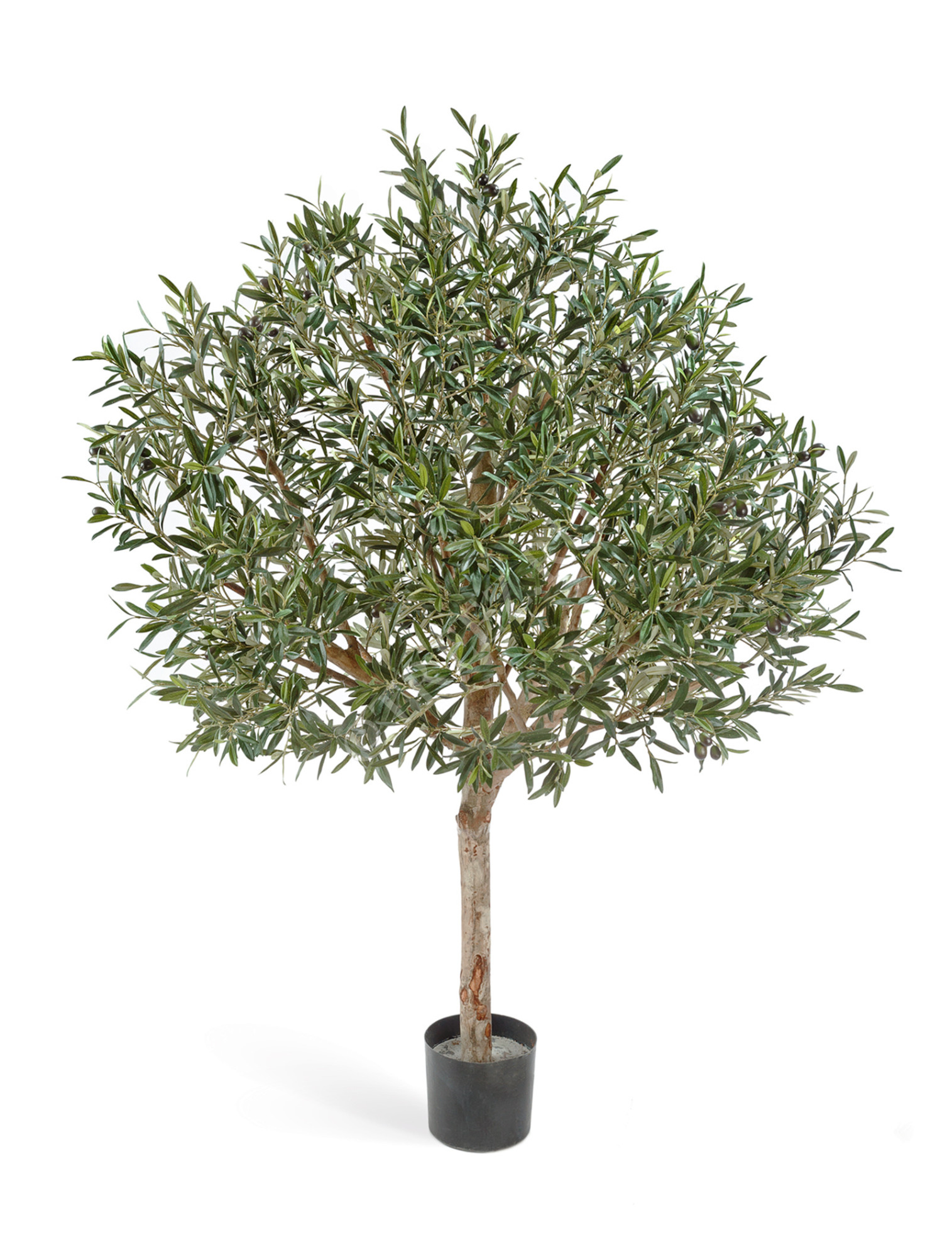 10.27606N Олива натуральная топиари с плодами Цветочная коллекция 