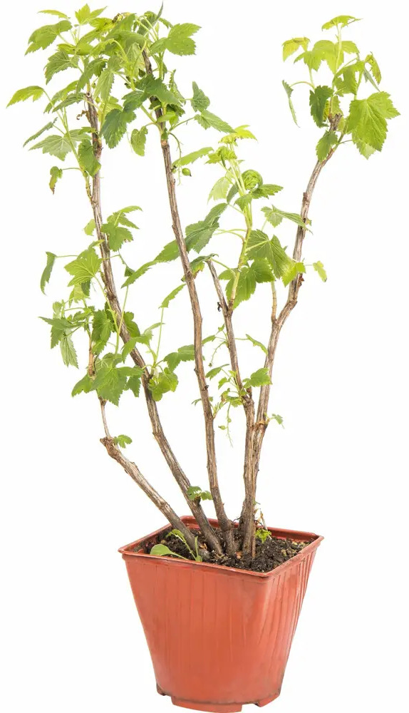 Саженец черной смородины Santreyd - ароматные ягоды для вашего сада 83248560