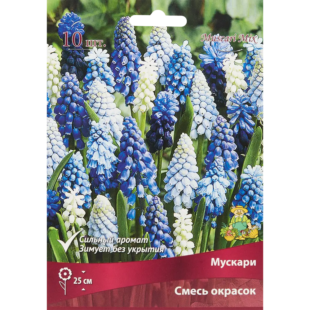 Мускари микс луковица 6/7, 10 шт. 88294990 STLM-2002368 Santreyd 