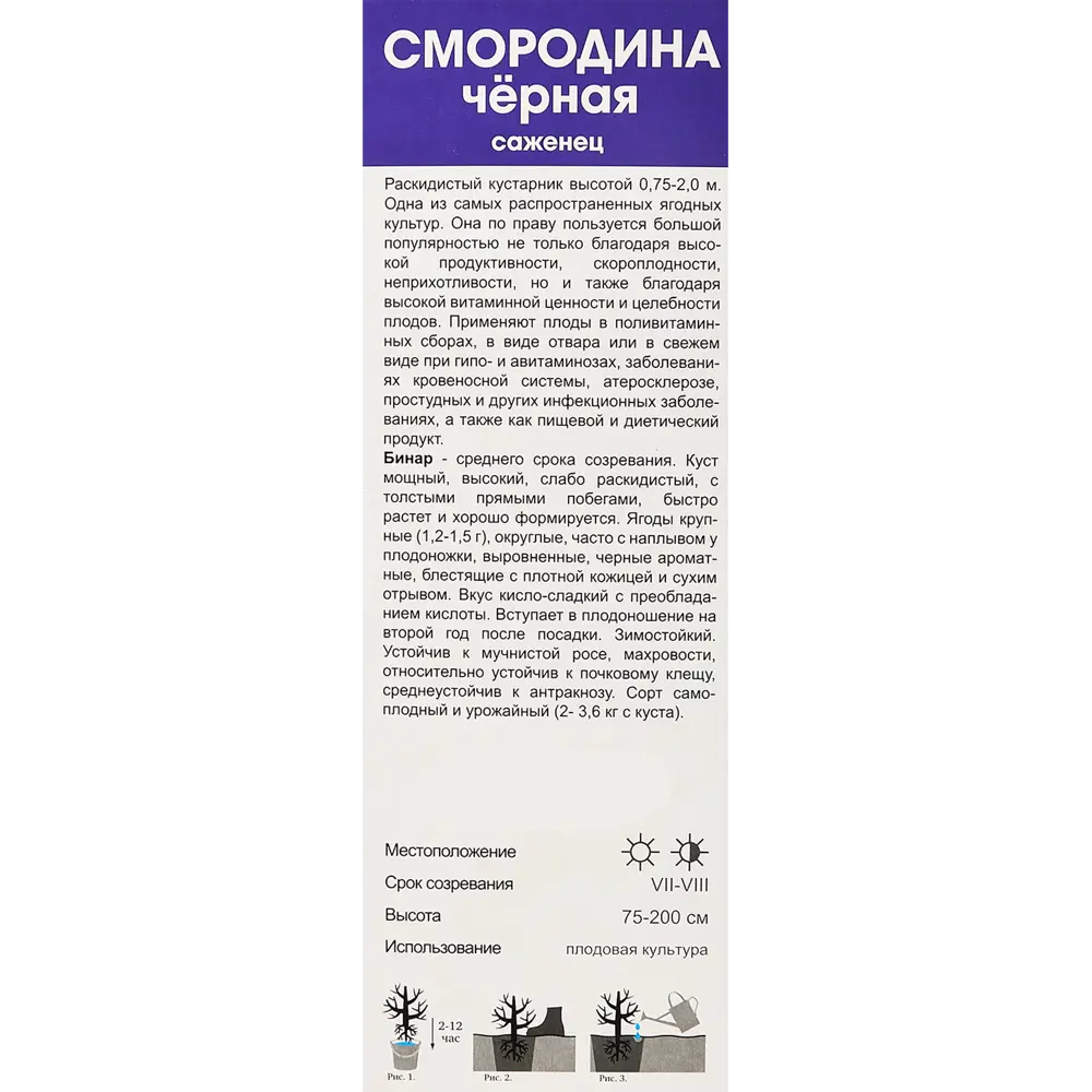 Смородина черная Бинар короб h35 см 89353427 STLM-2082080 Santreyd  - Вид №3