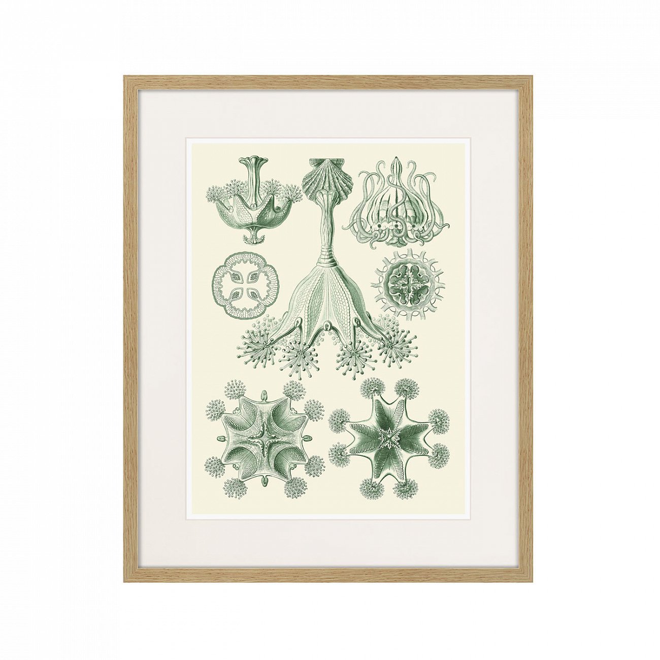 Литография на тонированной бумаге 52х42 см Art forms of nature №5 (part 1), 1897г. КАРТИНЫ В КВАРТИРУ  264457 Белый;коричневый;разноцветный  - Вид №1