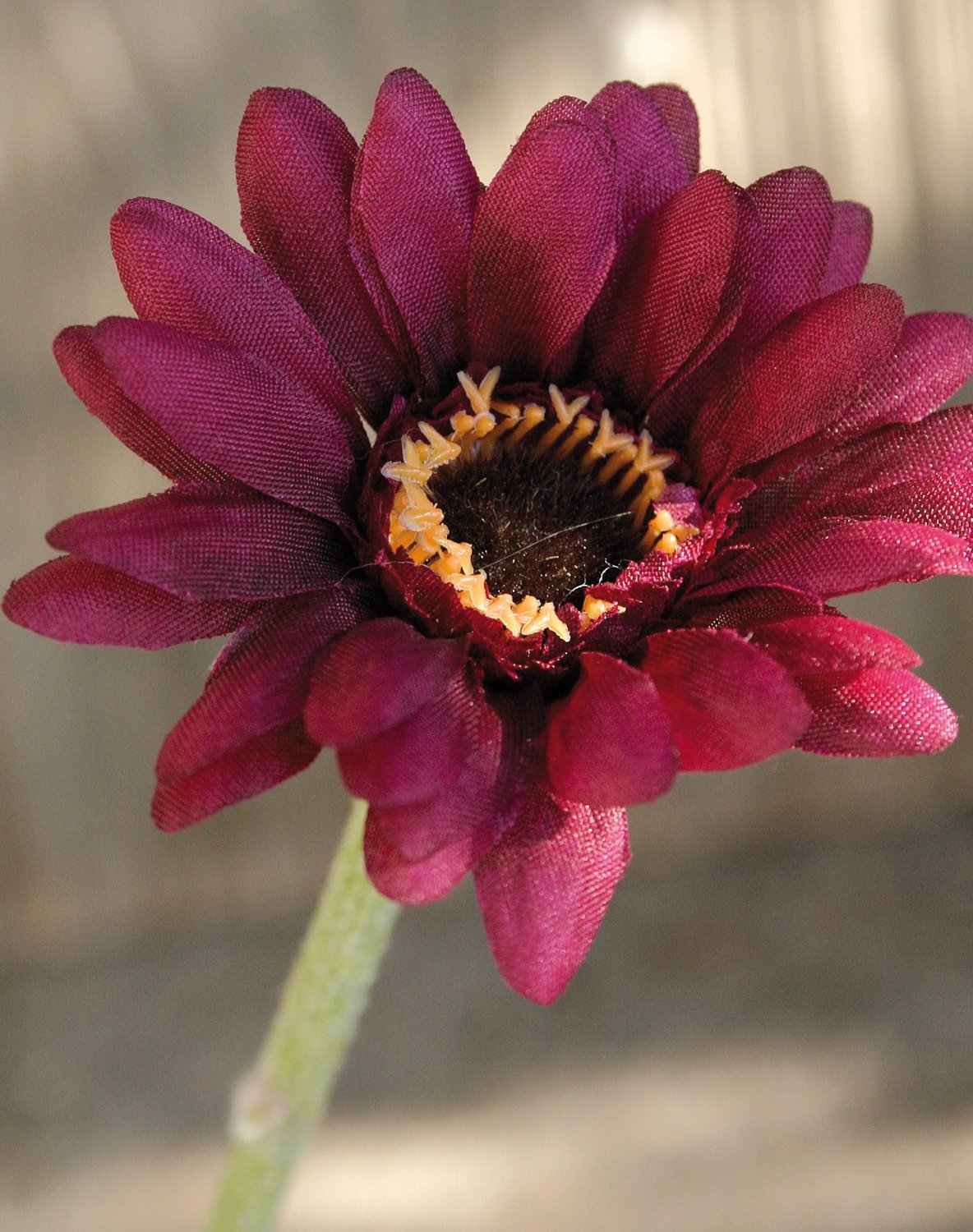 4214 490 a2 Искусственная гербера, 23 см, красно-черный H-andreas 